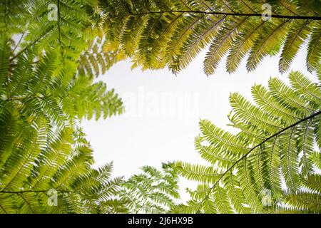 Dschungelfarne im Yanbaru-Nationalpark, im Norden von Okinawa, Japan Stockfoto