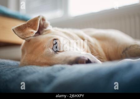 Zufriedener Hund, der auf einem Haustier-Bett schläft. Müde, alter labrador Retriever zu Hause. Stockfoto