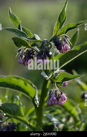 Symphytum officinale oder gewöhnlicher Beinwell am frühen Morgen mit Tau auf den violetten Blüten und den grünen Blättern Stockfoto