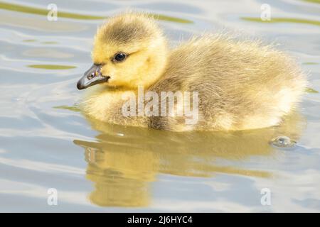 Gosling (Kanadagans) am Ornamental Lake am Southampton Common, Hampshire, Großbritannien Stockfoto