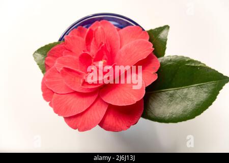 Eine blühende Pfingstrose in einem blauen Glas Stockfoto