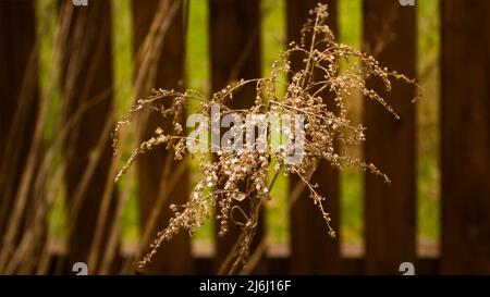 Tamarix ramosissima oder Tamarisk mit gelben Frühlingszweigen. Er wird auch in Gärten angebaut, die als verzweigter Kamm oder verzweigter Kamm bezeichnet werden Stockfoto