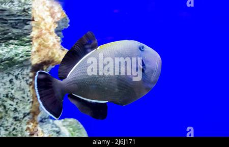Blauer Drückerfisch auf einem isolierten blauen Hintergrund. Pseudobalistes fuscus ist ein mariner Zierfisch aus der Familie der Balistidae. Stockfoto