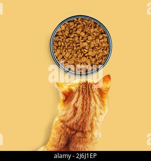 Rote Katze isst trockenes Futter aus einer Schüssel. Isoliert auf gelbem Hintergrund. Stockfoto