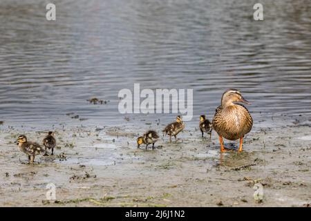 Carrigaline, Cork, Irland. 02.. Mai 2022. Eine weibliche Mallard mit ihren zwei Tage alten Entchen an einem lokalen Teich im Gemeinschaftspark, Carrigaline, Co. Cork, Irland. - Credit; David Creedon / Alamy Live News Stockfoto