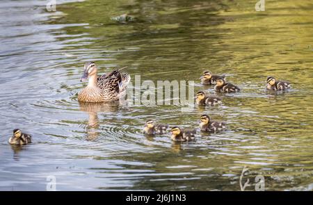 Carrigaline, Cork, Irland. 02.. Mai 2022. Eine weibliche Mallard mit ihren zwei Tage alten Entchen an einem lokalen Teich im Gemeinschaftspark, Carrigaline, Co. Cork, Irland. - Credit; David Creedon / Alamy Live News Stockfoto