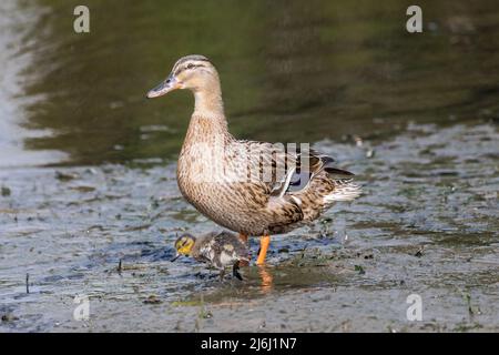 Carrigaline, Cork, Irland. 02.. Mai 2022. Eine weibliche Stockente mit einem ihrer Enten am Ufer eines lokalen Teiches im Gemeinschaftspark in Carrigaline, Co. Cork, Irland. - Credit; David Creedon / Alamy Live News Stockfoto