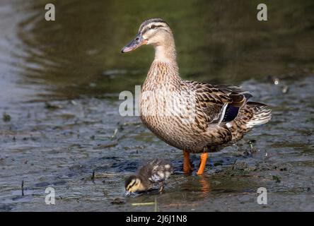 Carrigaline, Cork, Irland. 02.. Mai 2022. Eine weibliche Stockente mit einem ihrer Enten am Ufer eines lokalen Teiches im Gemeinschaftspark in Carrigaline, Co. Cork, Irland. - Credit; David Creedon / Alamy Live News Stockfoto