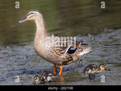 Carrigaline, Cork, Irland. 02.. Mai 2022. Eine weibliche Stockente mit zwei ihrer Enten am Ufer eines lokalen Teiches im Gemeinschaftspark in Carrigaline, Co. Cork, Irland. - Credit; David Creedon / Alamy Live News Stockfoto