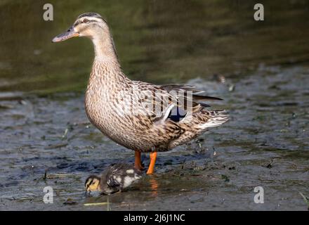 Carrigaline, Cork, Irland. 02.. Mai 2022. Eine weibliche Stockente mit einem ihrer Enten am Ufer eines lokalen Teiches im Gemeinschaftspark in Carrigaline, Co. Cork, Irland. - Credit; David Creedon / Alamy Live News Stockfoto