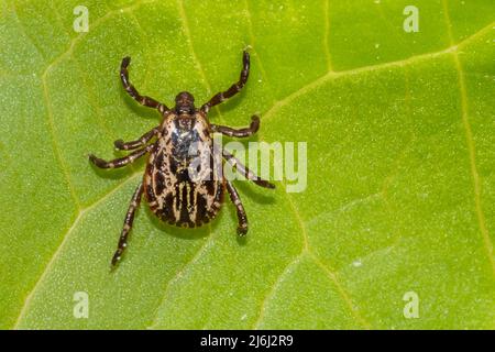 American Dog Tick - Dermacentor variabilis Stockfoto