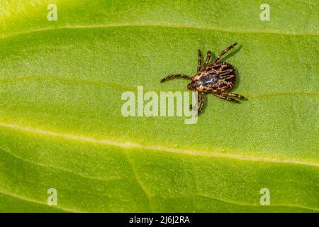 American Dog Tick - Dermacentor variabilis Stockfoto