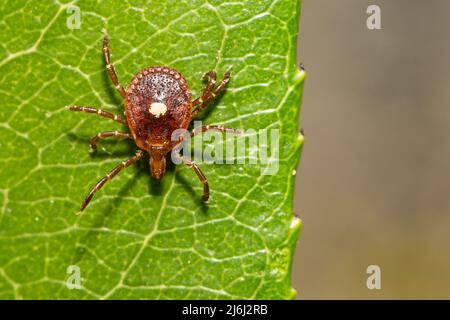 Lone Star Tick - Amblyomma americanum Stockfoto