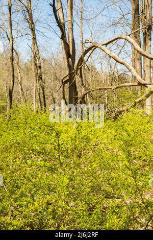 Invasive japanische Berberitze überholen das Unterholz in einem Park in Connecticut. Stockfoto