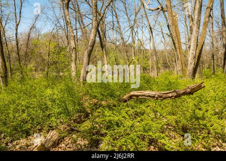 Invasive japanische Berberitze überholen das Unterholz in einem Park in Connecticut. Stockfoto