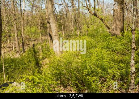 Invasive japanische Berberitze überholen das Unterholz in einem Park in Connecticut. Stockfoto