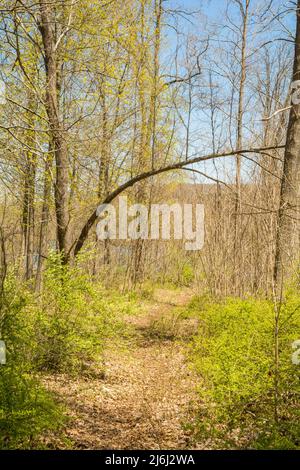 Invasive japanische Berberitze überholen das Unterholz in einem Park in Connecticut. Stockfoto