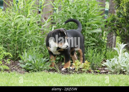 Welpe des Schweizer Großhundes im Garten Stockfoto