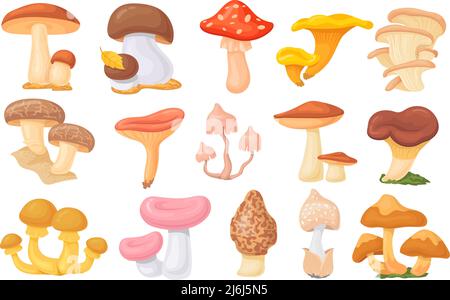 Waldzeps. Cartoon Austernpilze, Herbst Ernte Pilz, wilde Amanita, leckere Shiitake boletus essbaren wachsenden Pilz vegetarische Nahrung Vektor Illustration. Essbarer organischer Waldpilz Stock Vektor