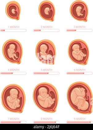 Fetale Stadien. Stadium Wachstum Embryo, Prozess Fötus Entwicklung 1 9 Monate Schwangerschaft Woche Baby, gesunde Gebärmutter schwanger, Anatomie menschliches Kind, Vektor-Illustration. Embryo und Gebärmutter, Schwangerschaftsentwicklung Stock Vektor