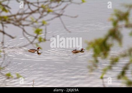 Ein paar Vogelvögel schwimmen in einem klaren See Stockfoto