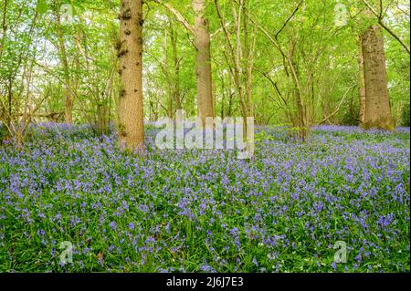 Der Waldboden ist in einem Wald am Stadtrand von Billingshurst in West Sussex, England, mit bluebellten Bäumen bedeckt. Stockfoto