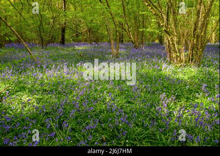 Strahlendes Sonnenlicht auf Bäumen und Bluebellen, die den Waldboden in einem Wald am Stadtrand von Billingshurst in West Sussex, England, bedecken. Stockfoto