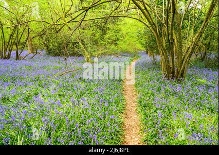 Ein öffentlicher Fußweg führt durch einen bewaldeten Wald mit bluebelligen Wäldern am Stadtrand von Billingshurst in West Sussex, England. Stockfoto