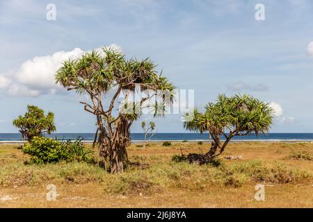 Savannenlandschaft am Boa Beach auf der Roten Insel, Provinz East Nusa Tenggara, Indonesien. Stockfoto