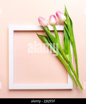 Weißer quadratischer leerer Rahmen mit drei rosa Tulpen auf pastellrosa Hintergrund. Grußkarte zum Muttertag, Valentinstag, Hochzeit oder Geburtstag. Stockfoto