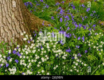 Bluebells und weiße Phlox-Wildblumen wachsen auf dem Boden rund um die Basis eines reifen Baumes im Wald in der Nähe von Billingshurst in West Sussex, England. Stockfoto