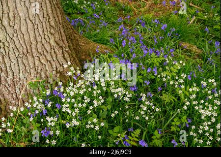 Bluebells und weiße Phlox-Wildblumen wachsen auf dem Boden rund um die Basis eines reifen Baumes im Wald in der Nähe von Billingshurst in West Sussex, England. Stockfoto