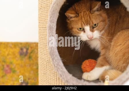 Eine weiße und rotbraune Katze sitzt und versteckt sich an einem sicheren Ort in einem Kratzbaum Stockfoto