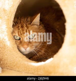 Eine weiße und rotbraune Katze sitzt und versteckt sich an einem sicheren Ort in einem Kratzbaum Stockfoto