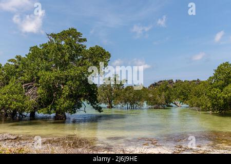 Mangrovenwald auf der Roten Insel, Ostnusa Tenggara Provinz, Indonesien Stockfoto