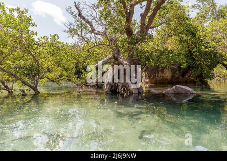 Mangrovenwald auf der Roten Insel, Ostnusa Tenggara Provinz, Indonesien Stockfoto