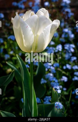 Eine einzelne weiße Tulpe vor einem Hintergrund aus blauen Vergissmeinnicht-Blüten (Myosotis scorpioides). Stockfoto