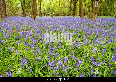 Englischer Wald im Frühling mit einheimischen Blauhells ( Hyacinthoides non-scripta) Stockfoto