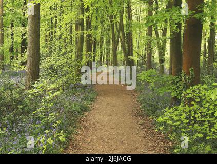 Fußweg durch einen bluebellten Wald in den Chiltern Hills in South Oxfordshire, England Stockfoto