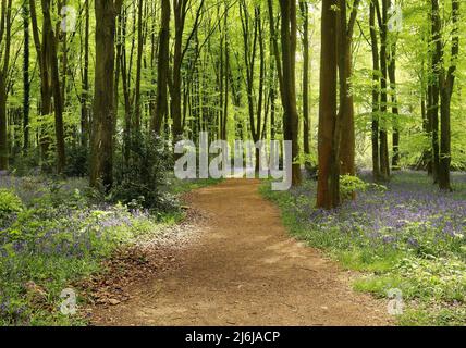 Fußweg durch einen bluebellten Wald in den Chiltern Hills in South Oxfordshire, England Stockfoto