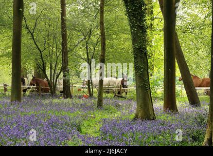 Bluebell Holz in den Chiltern Hills in South Oxfordshire, England mit Pferden im Hintergrund Stockfoto