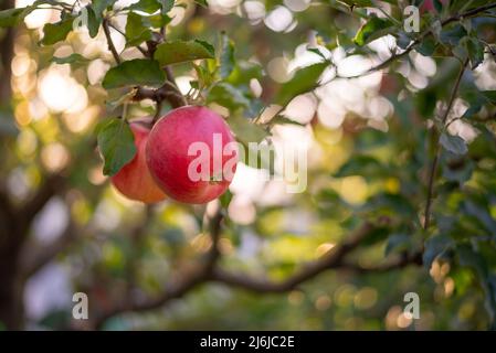 Apfelgarten mit roten reifen Äpfeln auf dem Bauernhof. Bio-Lebensmittel. Herbst Erntezeit lecker Bio lecker gesund. Stockfoto