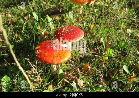 Nahaufnahme von zwei leuchtend roten Toadhockern mit hübschen weißen Punkten. Bunte Wildpilze draußen im grünen Gras im Herbstsonnenschein Stockfoto