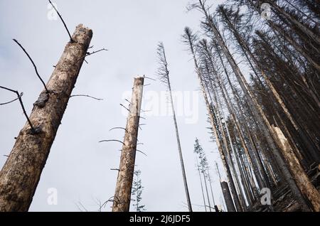 Zerbrochene Stämme von Kiefern gegen den Himmel. Verbrannter Kiefernwald im Hintergrund. Kiefernwald nach dem Buschfeuer. Verkohlte Bäume mit zerbrochenen Kiefernstämmen Stockfoto