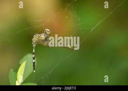 Nahaufnahme einer Gartenspinne, die sich von einer Libelle ernährt. Stockfoto