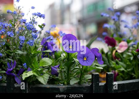 Nahaufnahme, Viola tricolor blüht in einem Blumenbett. Stockfoto