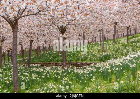 Kirschblütenbäume, Prunus serratula, in Alnwick Gardens in Alnwick, Northumberland Großbritannien im April - Tai Haku Cherry Orchard Stockfoto