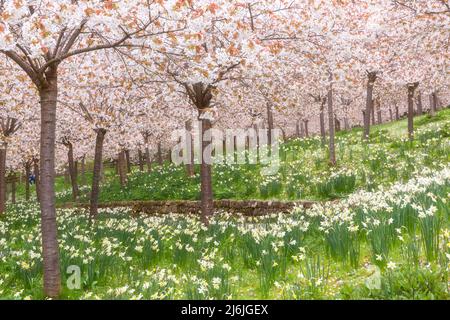 Kirschblütenbäume, Prunus serratula, in Alnwick Gardens in Alnwick, Northumberland, Großbritannien im April - Tai Haku Cherry Orchard - weicher Fokus-Effekt Stockfoto