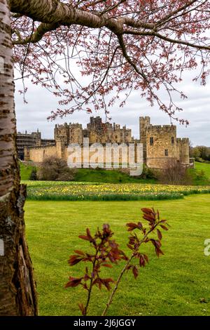 Alnwick Castle in Alnwick, Northumberland im April Stockfoto