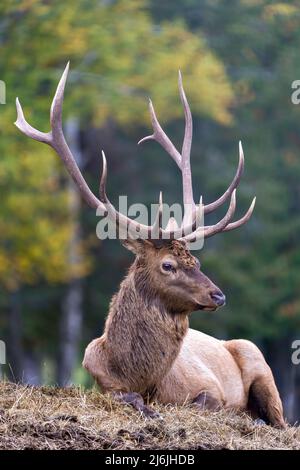 Elchbulle auf Heu ruht mit einem verschwommenen Waldhintergrund in seiner Umgebung und Lebensraum, zeigt große Geweihe und braunes Fell. Foto Von Red Deer Stockfoto